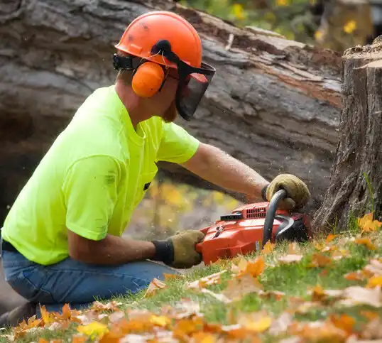 tree services Byram